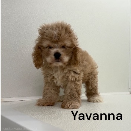 puppy, for, sale, Cocker Spaniel, Joe & Cherri  Overlease, dog, breeder, Miller, MO, dog-breeder, puppy-for-sale, forsale, nearby, find, puppyfind, locator, puppylocator, aca